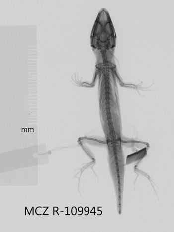 Media type: image;   Herpetology R-109945 Aspect: dorsoventral x-ray